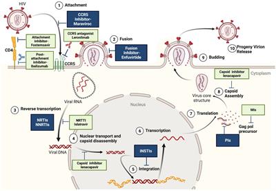 Strategies to overcome HIV drug resistance-current and future perspectives